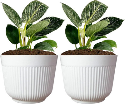 Vs Balaji 12 Inch Round Plastic Flower Pots Set of 2 for Balcony Garden White Plant Container Set(Pack of 2, Plastic)