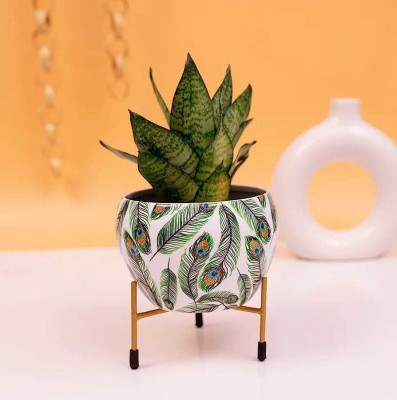 JH CRAFTY Unique Design Printed Pot with Stand, Powder Coated Metal Plant Container Set(Metal)