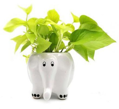 THE HIMALAYA CRAFT Plant Container Set(Ceramic)