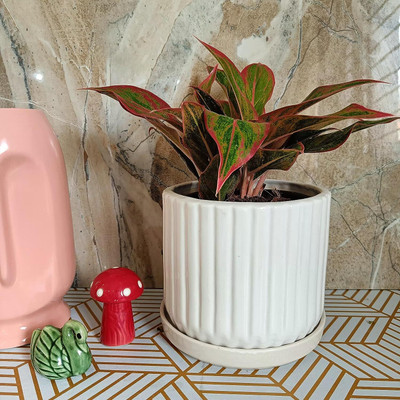 Niyara white line 6 with tray set 2 Plant Container Set(Pack of 2, Ceramic)