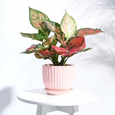 AMMu Grail Ceramic Peach Pot Plant Container Set(Ceramic)