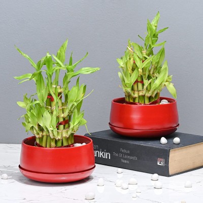 Pots & Plants Metal Planter Pot for Indoor Plants & Flowers Table Top Planter for Living red Plant Container Set(Pack of 2, Metal)