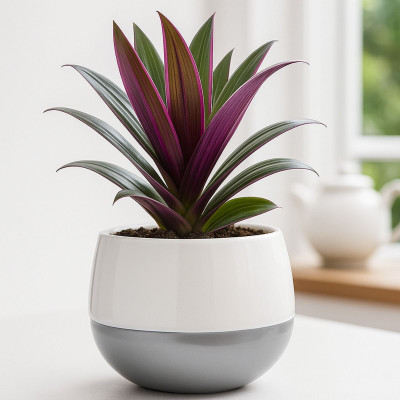 kaazamart White & Grey Mini Pot For Table top and Living room Plant Container Set(Plastic)