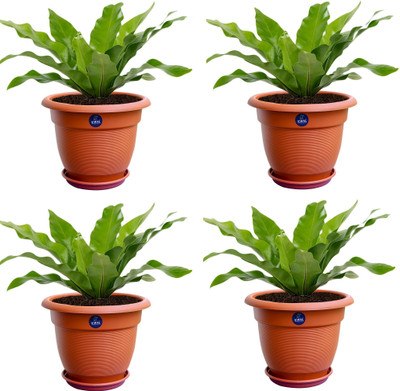 KWEL Plant Container Set(Pack of 4, Plastic)