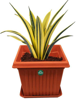 TrustBasket 8 inch Square plastic planter with Saucer - Set of 6 Plant Container Set(Pack of 6, Plastic)