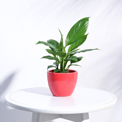 AMMu Apple Ceramic Red Pot (3.8 Inch Diameter) Plant Container Set(Ceramic)