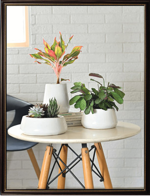 AMMu Plant Container Set(Pack of 3, Ceramic)
