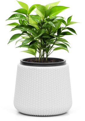 Livzing 7 inch Plastic Self Watering Flower Pots-White Plant Container Set(Plastic)