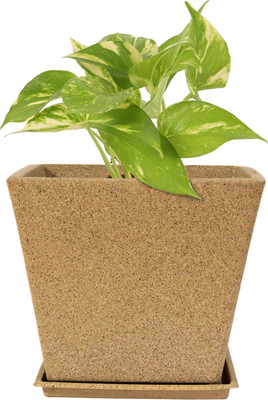 Garden's Need Jaguar_Greece_Pot Plant Container Set(Plastic)