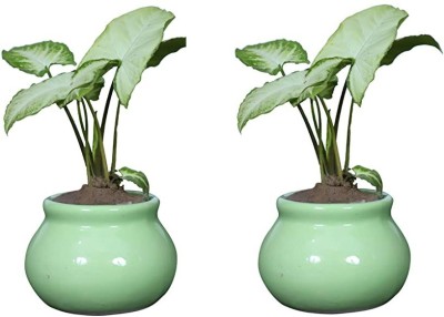 Jimkia Ceramic Planter Pot Matka Shape For Home & Garden Decor (Plant Not Included) Plant Container Set(Pack of 2, Ceramic)