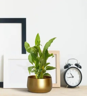 VoiDrop Pot Plant with Stand for Home Decoration,Pot Suitable for Home & Balcony Decor Plant Container Set(Metal)