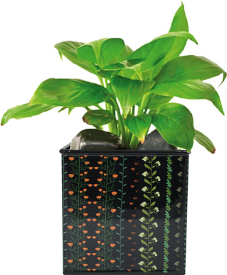 VoiDrop Modern Floral Printed Square Shape Metal Planter Desk Pot For Office & home Plant Container Set(Metal)