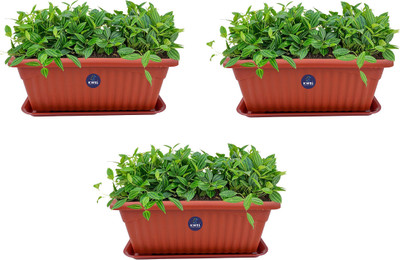 KWEL Rectangle Royal Planter Pots With Tray No-1(Small) Terracotta Color (Pack of 3) Plant Container Set(Pack of 3, Plastic)