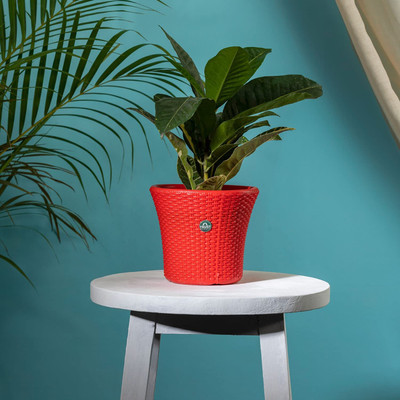 TrustBasket Helix Pot 7 inch Red Set of 1 Plant Container Set(Plastic)