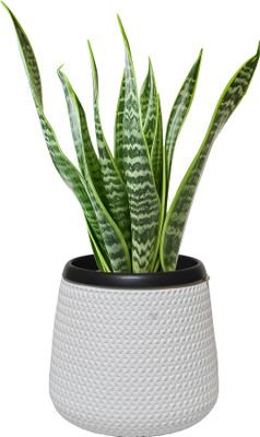 Green Garden Needs Plant Container Set(Plastic)