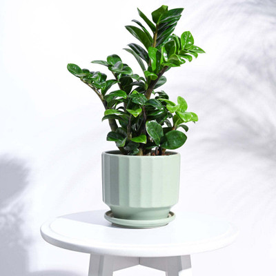 UGAOO Frosted Ceramic Pot Plant Container Set(Ceramic)