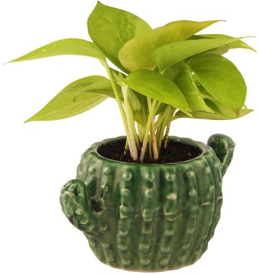 Leafy Tales Ceramic Cactus Shape Planter, Small Size - 1 pc, Olive, Medium Plant Container Set(Ceramic)