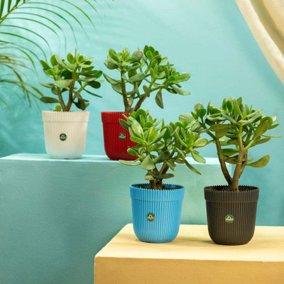 TrustBasket Rim Pot 5 inch Set of 4 Plant Container Set(Pack of 4, Plastic)