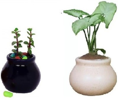 Jimkia Ceramic Planter Small Matka Shape for Home&Garden-Black&white(Without Plant ) Plant Container Set(Pack of 2, Ceramic)
