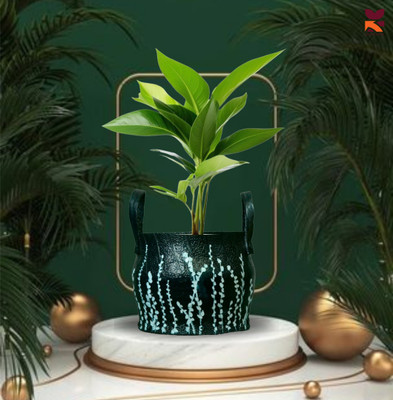 HUNAR TRIBE MM007 Plant Container Set(Rubber)