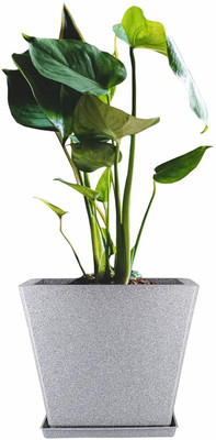 Garden's Need Round Shape 10 Inch Flower Pot White Marble Jaguar Cool Pot Planter with Tray Plant Container Set(Plastic)