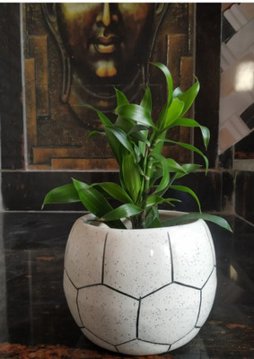 Nayi Umang Plant Container Set(Ceramic)