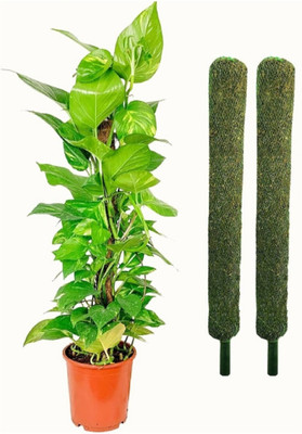 VirajSanchi Plant Container Set(Pack of 2, Plastic)