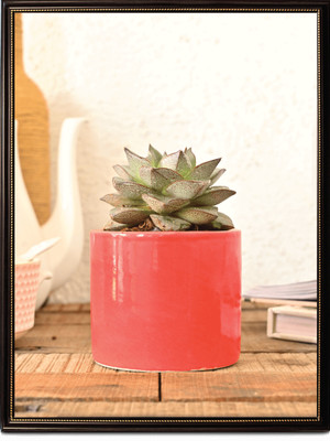 UGAOO Pipe Red Ceramic Pot - 3.2 Inch Plant Container Set(Ceramic)