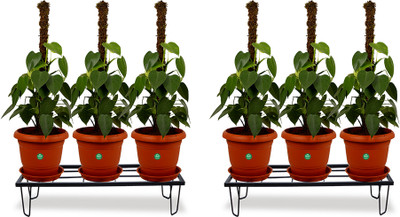 TrustBasket Plant Container Set(Pack of 2, Metal)