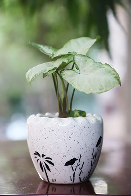 hc the crafts Plant Container Set(Ceramic)
