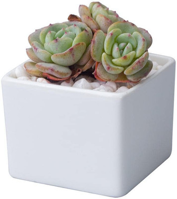 Polygon Green Square Shape 3inch Ceramic Pot for Succulent,Cactus,Artificial, Indoor Plant Container Set(Ceramic)