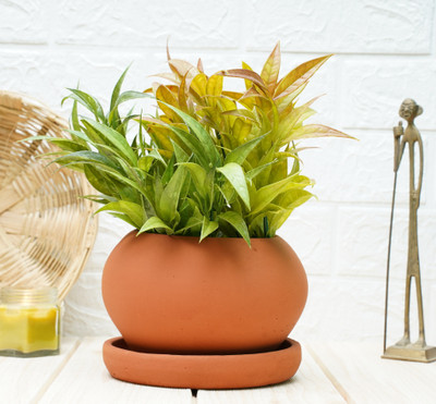 GOLD DUST Terracotta Pots For Plants Plant Container Set(Clay)