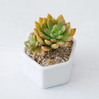 Polygon Green Hexagon Shape 3inch Ceramic Pot for Succulent,Cactus,Artificial, Indoor Plant Container Set(Ceramic)