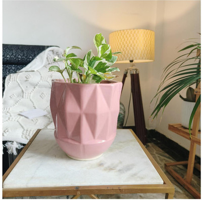Niyara PINK cylinder small Plant Container Set(Ceramic)