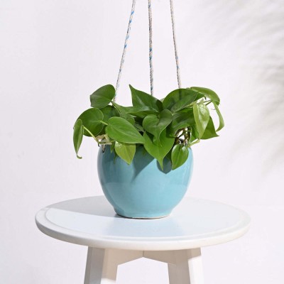 UGAOO Forma Ceramic hanging Sky Blue Planter Plant Container Set(Ceramic)