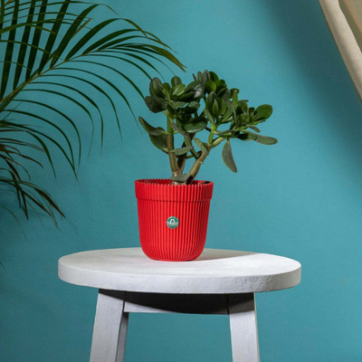 TrustBasket Rim Pot 5 inch Red Set of 1 Plant Container Set(Plastic)