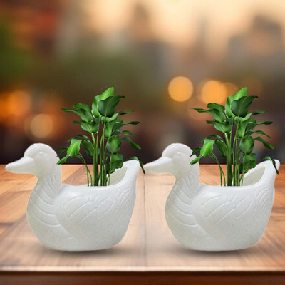 Blooming Enterprises Duck Shape Plant pot for Home décor 2pc White Plant Container Set(Pack of 2, Plastic)