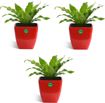 Altruist Plant Container Set(Pack of 3, Plastic)