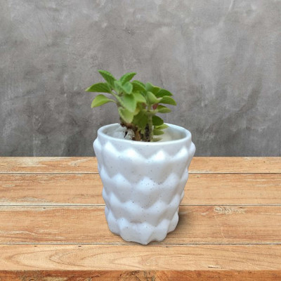 OriginalCeramics Small Khajoor Shape Table Planter Plant Container Set(Ceramic)