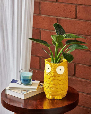 HomifyArt Long Owl Planter Pot Home and Office Decor 7 Inch Plant Container Set(Poly-Resin)
