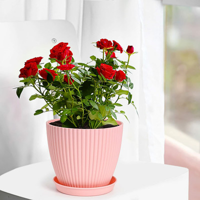 EBOFAB 1pcs Flower Pot - 7 Inch Plastic Pots with Tray Design Plant Multicolor Pots Plant Container Set(Plastic)