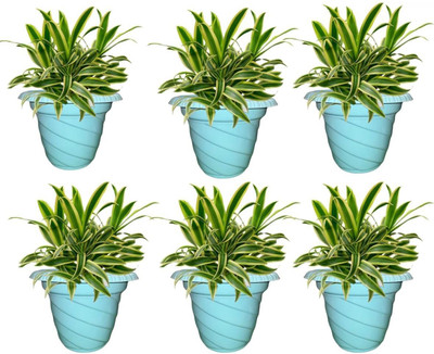 blooming furnancy Twister Flower Pot for Home Balcony and Terrace Gardens | Durable 10 Inch| Plant Container Set(Pack of 6, Plastic)