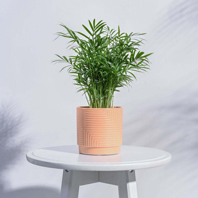 UGAOO Maze Ceramic White Pot Plant Container Set(Ceramic)