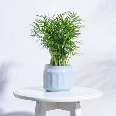 UGAOO Jar Ceramic Cloud Grey Pot Plant Container Set(Ceramic)