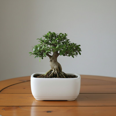 NAMURA ENTERPRISE Plant Container Set(Ceramic)