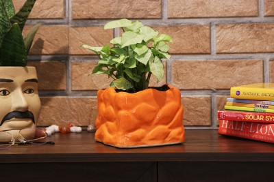 Leafy Tales Stone Shape Ceramic Pot, Orange,1 Unit Plant Container Set(Ceramic)