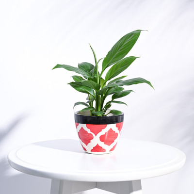 UGAOO e Rose Red Ceramic Pot- 3.8 Inch Plant Container Set(Ceramic)