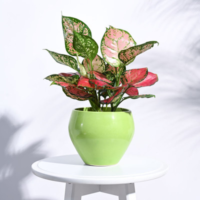 UGAOO Ceramic Light Green Pot (6.6 Inch Diameter) Plant Container Set(Ceramic)