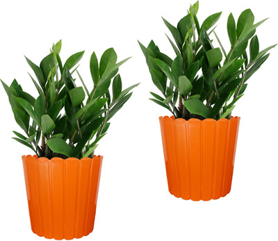 Garden's Need 12-Inch (30.48 cm) Thai Flower Pot | Round Shape, Set of 2, Orange Plant Container Set(Pack of 2, Plastic)