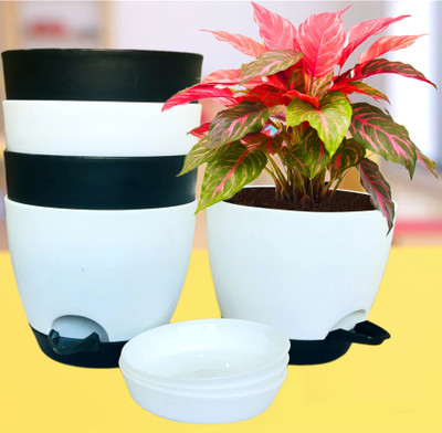 Mithark 6/6.7 Pack 5 Self Watering Pots for Home & Decoration Planters Plant Plant Container Set(Pack of 5, Plastic)